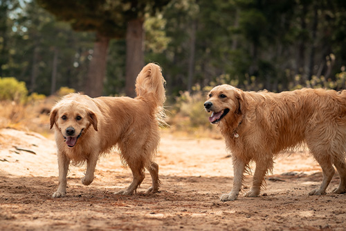 golden retriever large companion dog breeds